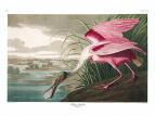 Roseate Spoonbill